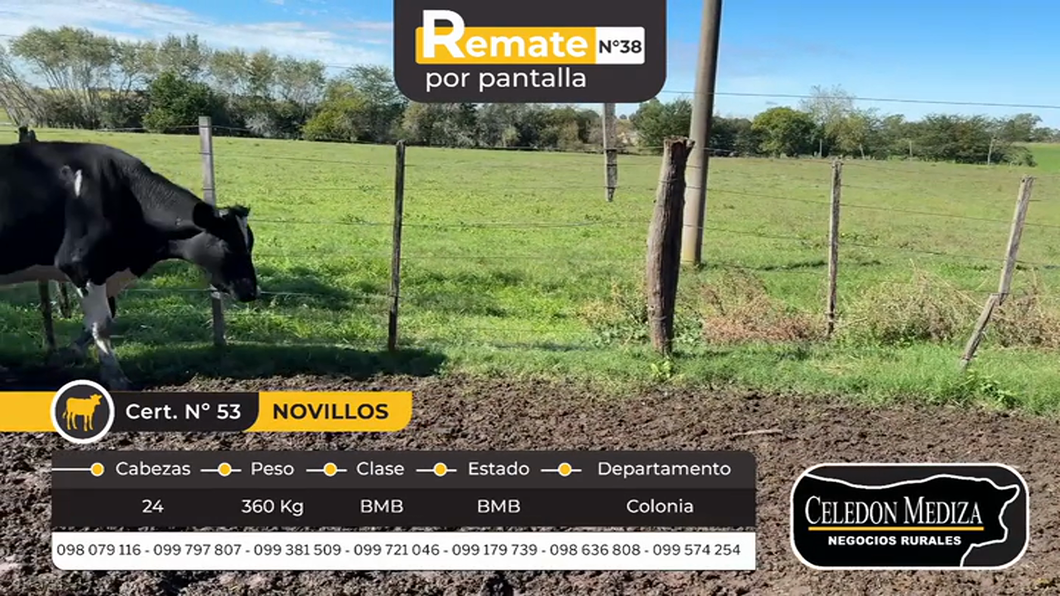 Lote 24 Novillos en La Horqueta, Colonia