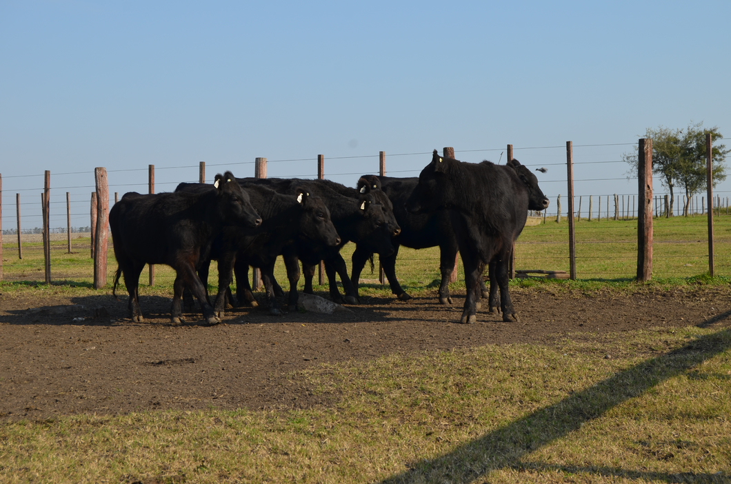 Lote EST. "TRES MOLINOS" de González Pino SRL: 6 VAQUILLAS GENERALES PREÑADAS NEGRAS