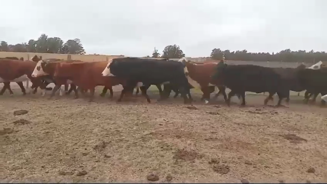 Lote Vacas de Invernada