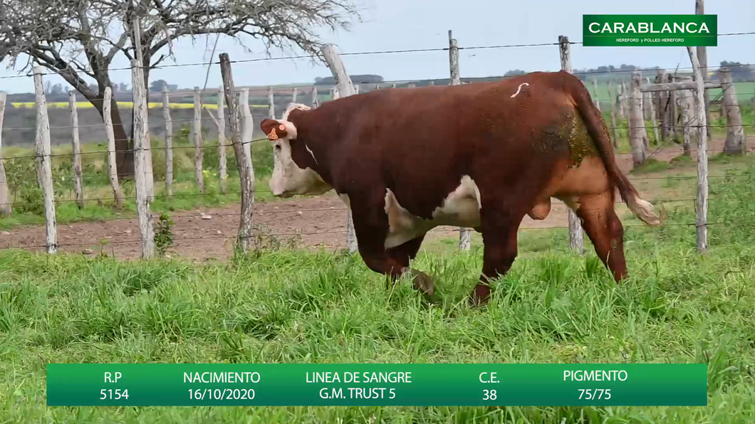 Lote Carablanca