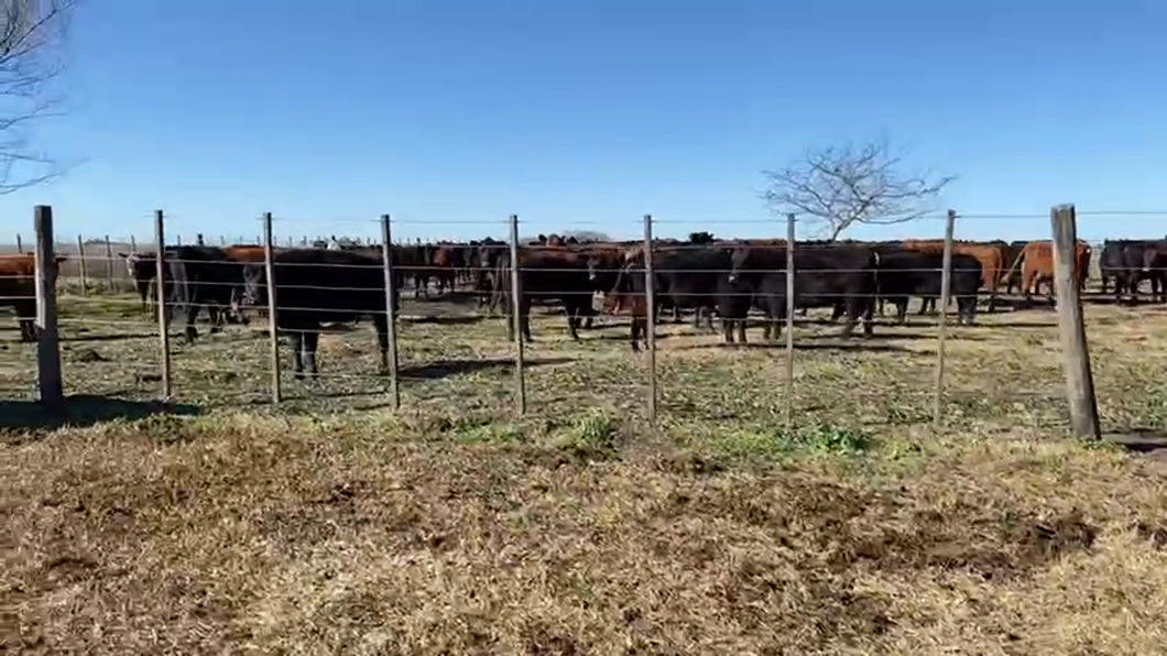 Lote LOTE DE PRUEBA