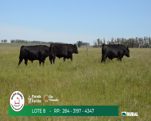 Lote TOROS PPI Y SA 3 AÑOS