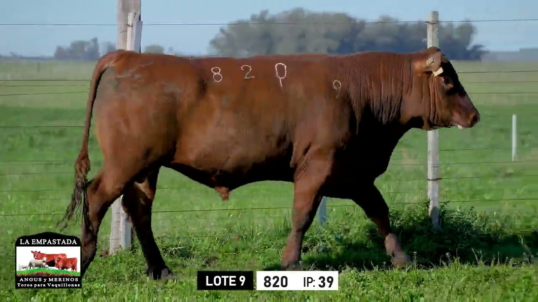 Lote Toros a remate en Toros para Vaquillonas - La Empastada, Durazno