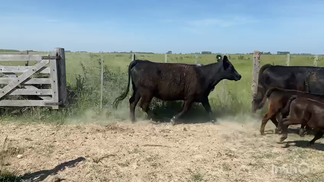 Lote 24 Vacas nuevas C/ cria en Gral. Paz, Buenos Aires