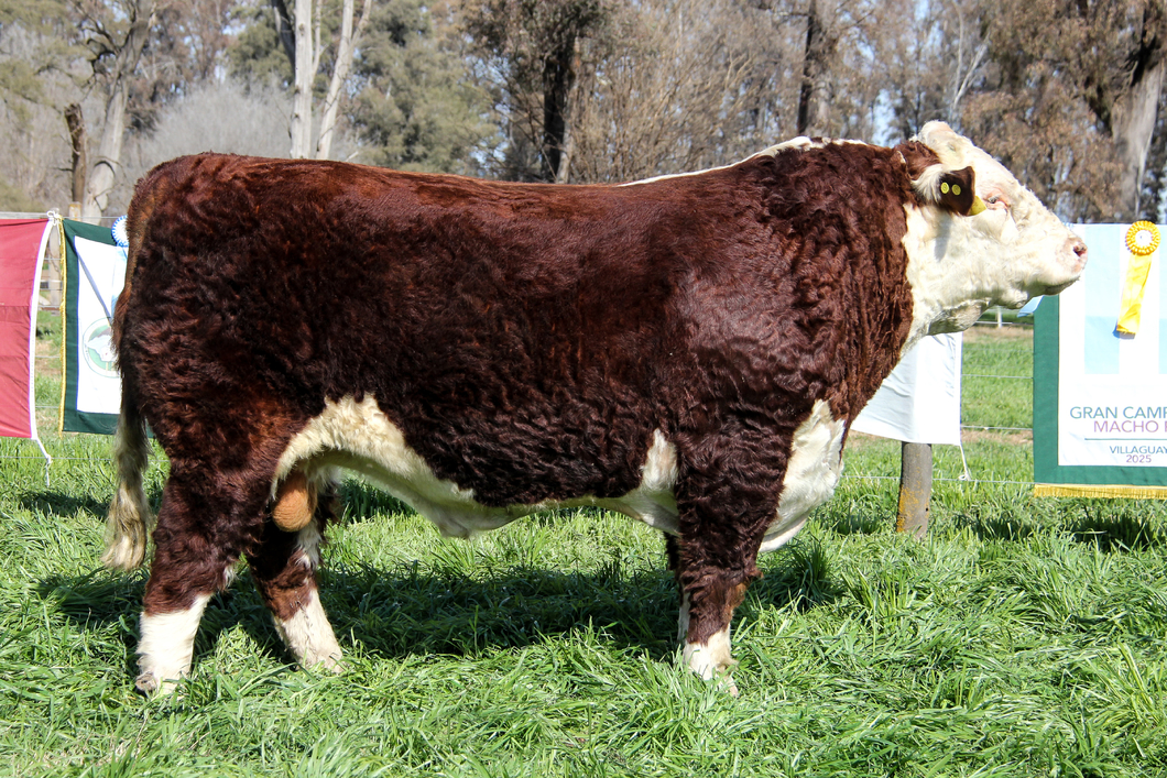 Lote Toro PP Bozal