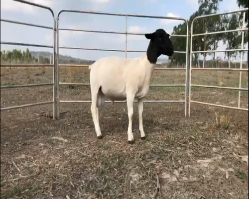 Lote Macho PP a remate en 1° Feria Online APCO Dorper y Santa Inés en Eusebio Ayala