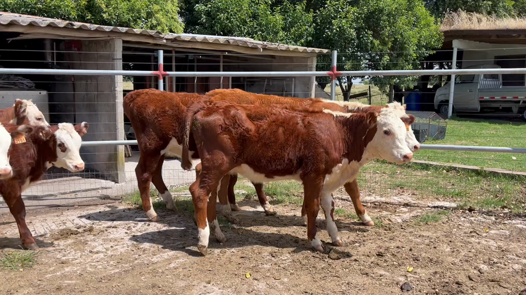 Lote TERNEROS Y TERNERAS