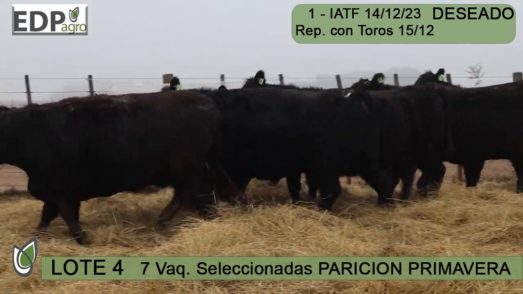 Lote 7 VAQUILLONAS NEGRAS SELECCIONADAS PARICIÓN PRIMAVERA don pedro y la Rosa