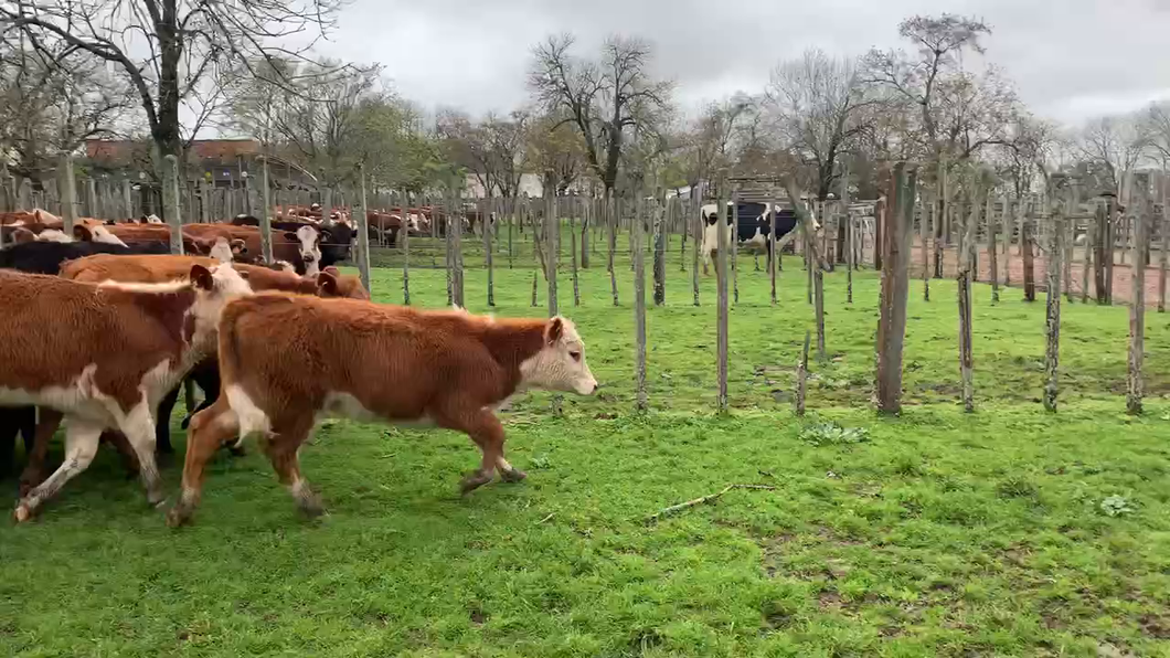 Lote 22 Terneras en Melo, Cerro Largo