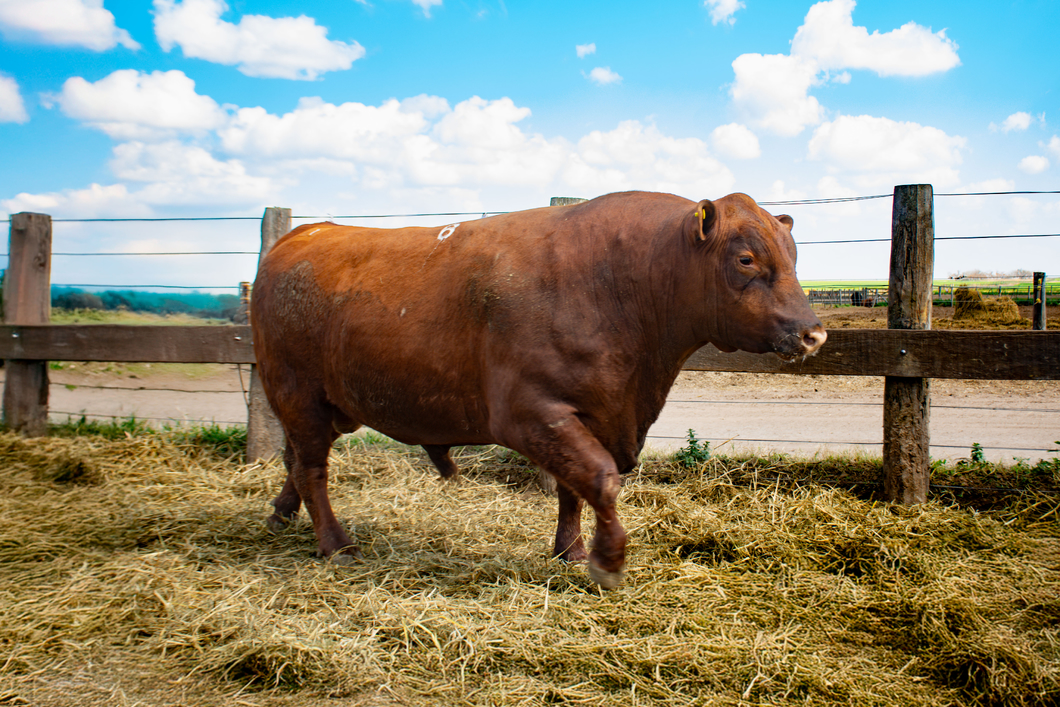 Lote Toros