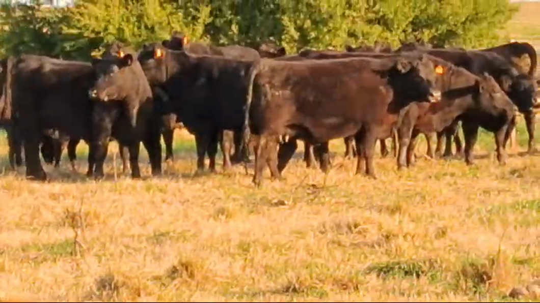 Lote 13 Vaquillonas  Angus a remate en Pantalla Aniversario - Escritorio Camy 500kg - , San José