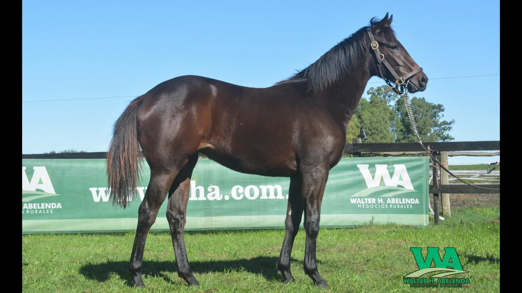 Lote LEOPARDA INTHE RYE