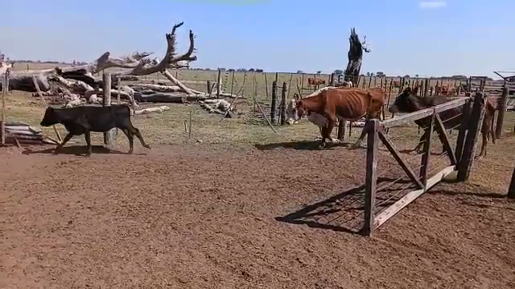 Lote 18 Vacas C/ cria Braford y sus cruzas en Felicia, Santa Fe