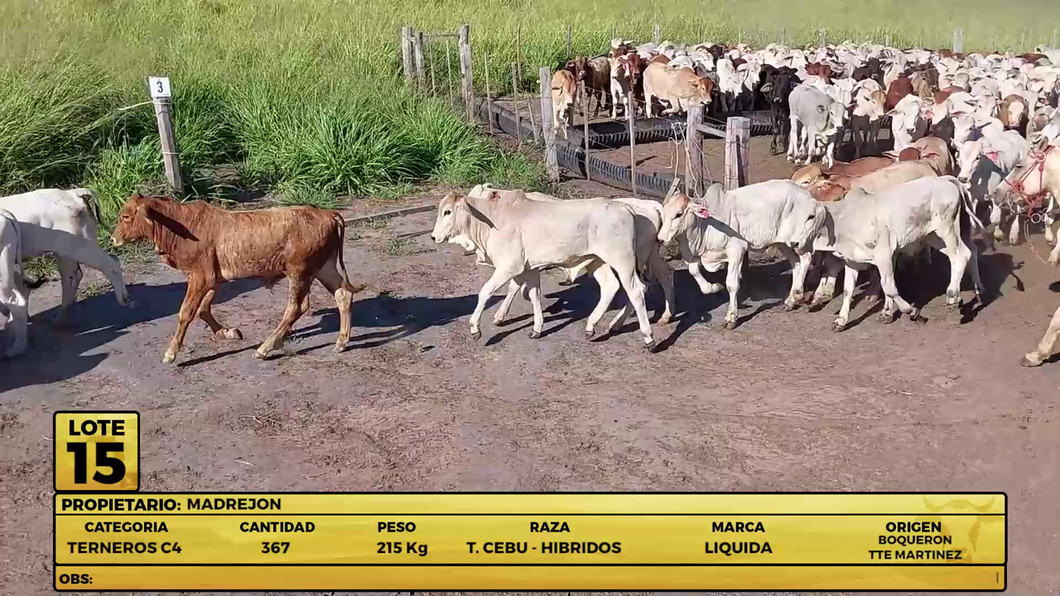 Lote LOTE 15