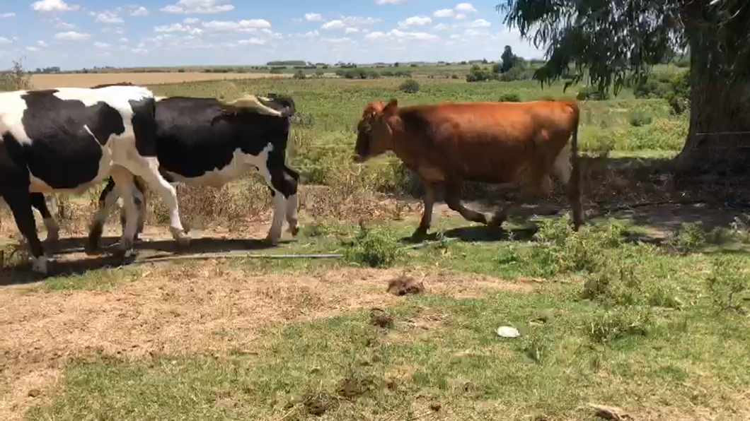 Lote 4 Novillos Holando a remate en Ultima Pantalla del Año - Escritorio Camy en Colonia America