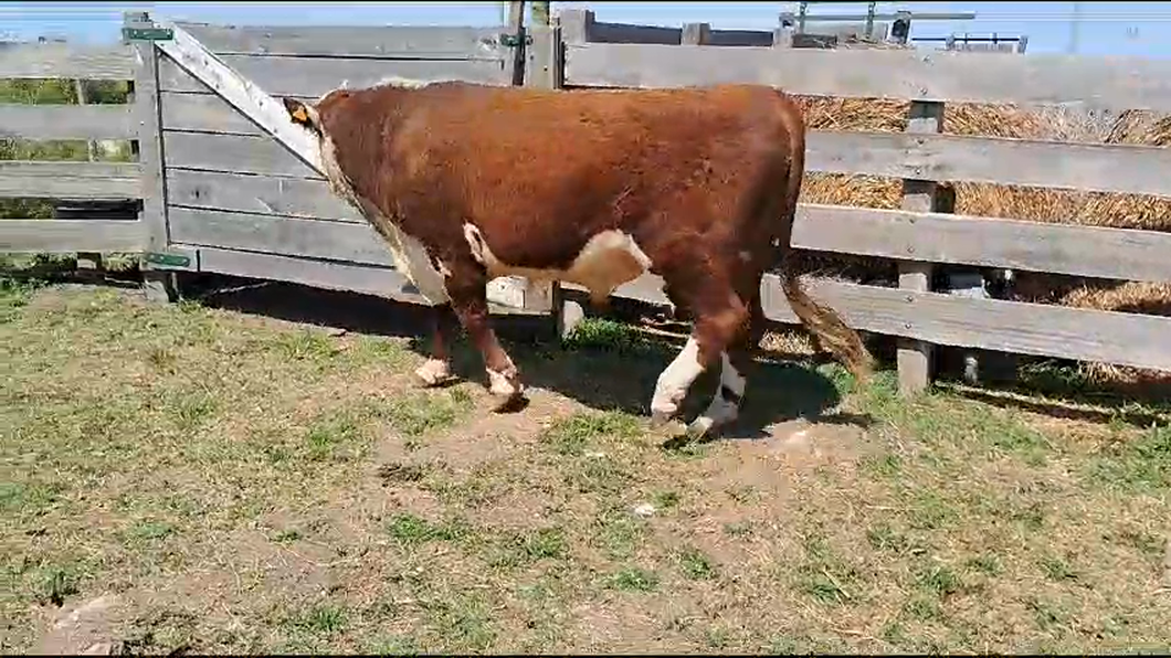 Lote (Vendido)Toros Hereford a remate en Remate por pantalla de la Exposición de San José 500kg -  en Ecilde Paullier