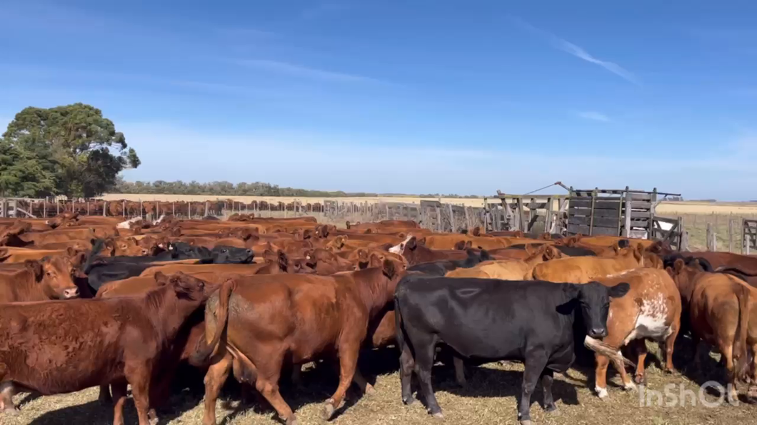 Lote 150 Vacas nuevas C/ gtia de preñez en J.N. Fernández , Buenos Aires