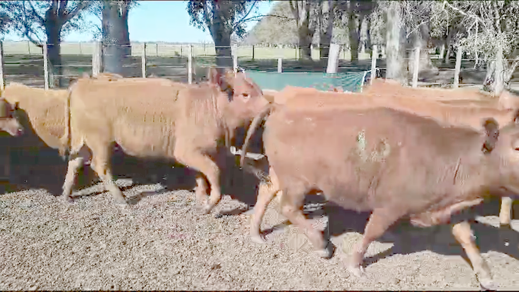 Lote 60 Terneras en Puan