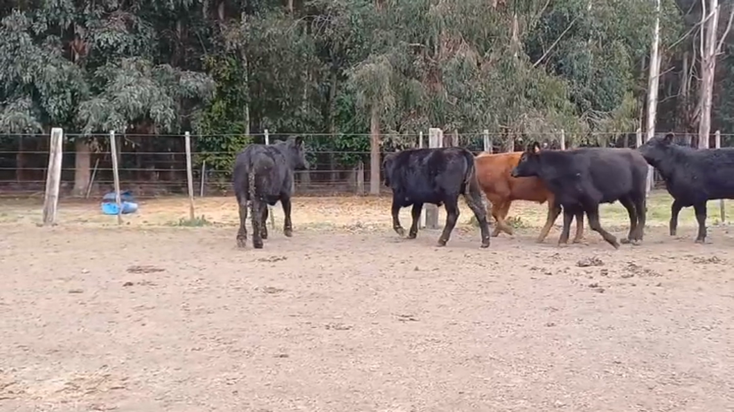 Lote (Vendido)5 Novillos 1 a 2 años ANGUS Y CRUZAS a remate en #47 Pantalla Carmelo 260kg -  en SAN SALVADOR