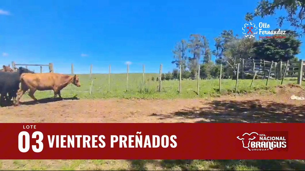 Lote Vientres Preñados