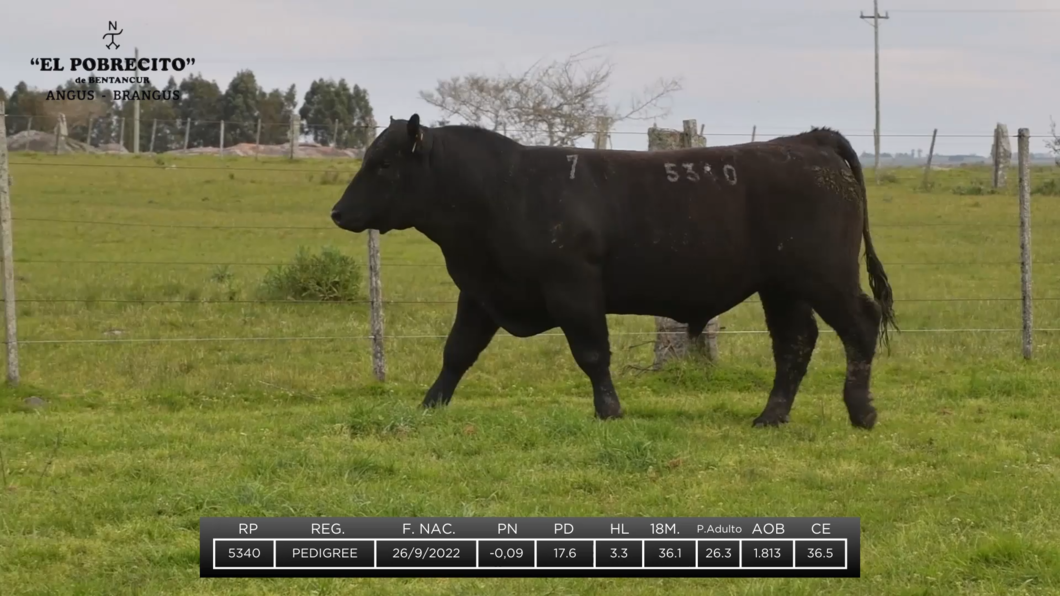 Lote 2 Toros Angus a remate en El Pobrecito, Durazno