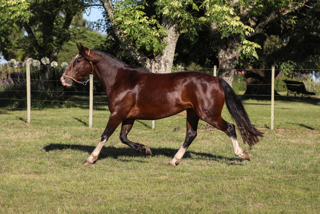 Lote DEL SILENCIO CAMPERITA