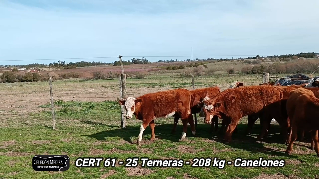 Lote 25 Terneras en Canelones