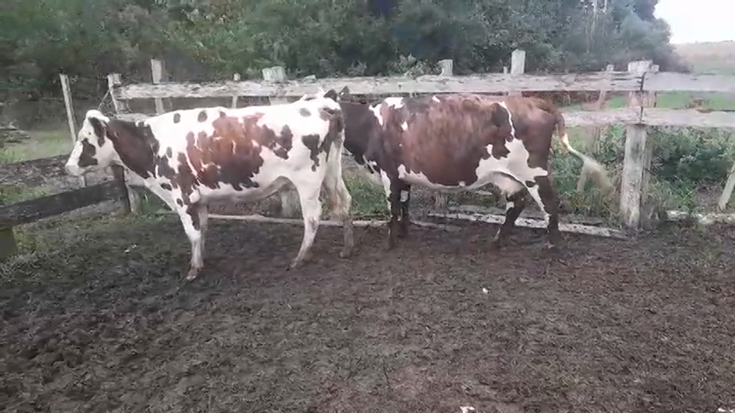 Lote 2 Vaquillonas/Vacas Entoradas NORMANDO a remate en #44 Pantalla Carmelo 470kg -  en AGRACIADA