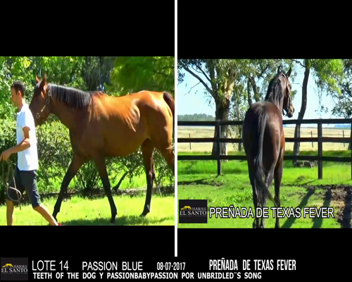 Lote PASSION BLUE