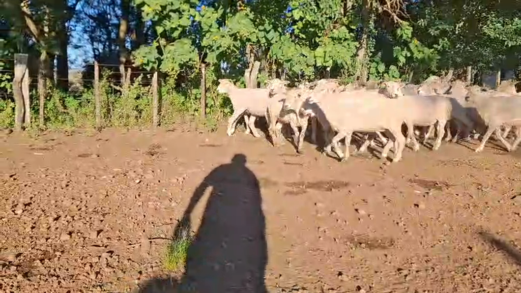 Lote OVEJAS
