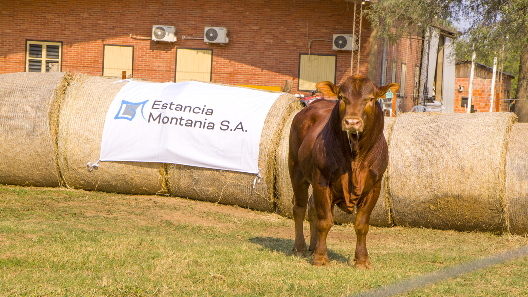 Lote Toros
