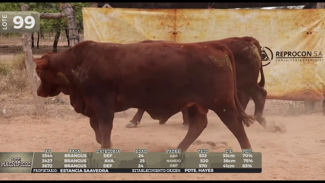 Lote LOTE 99