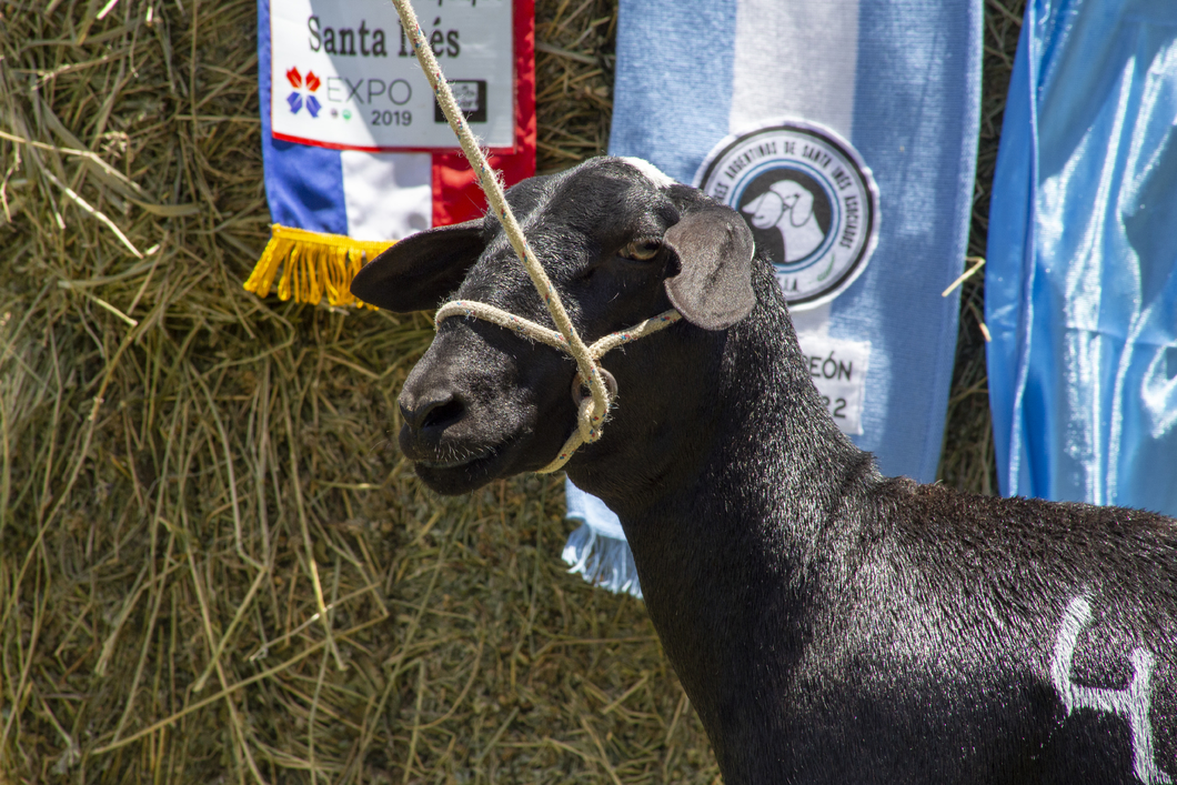 Lote SANTA INES P.P.C.