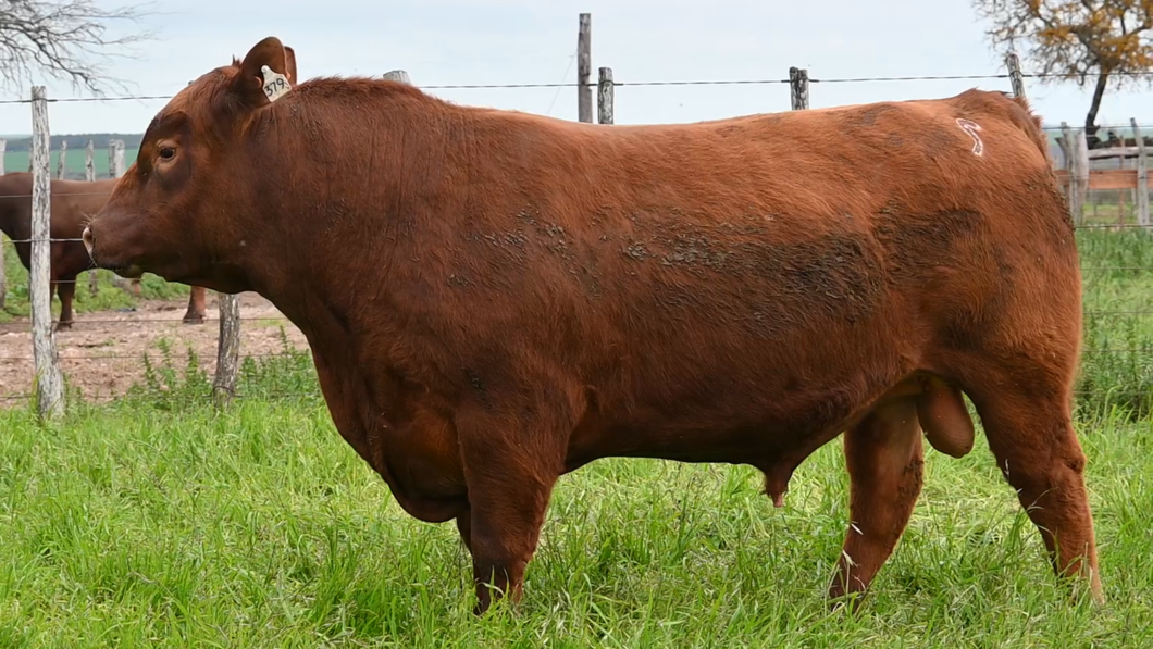 Lote 3 Toros RED ANGUS a remate en Los Novilleros, Montevideo