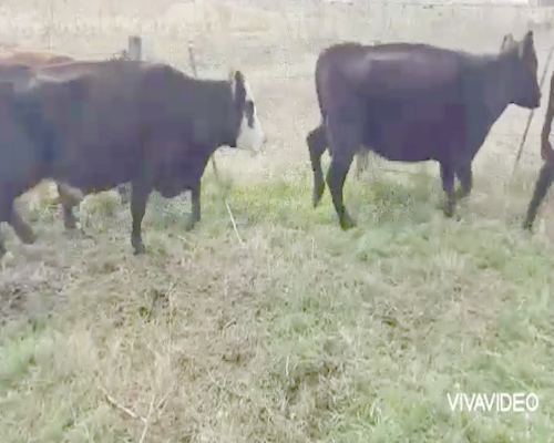 Lote 10 Vacas CUT Paridas y Vacias en Tapalqué, Buenos Aires