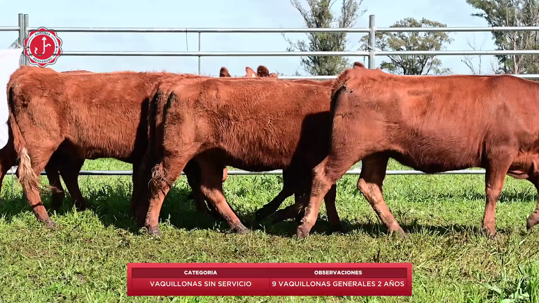 Lote 9 Vaquillonas sin servicio a remate en 8º Remate Anual - Estancia Romanza 358kg - , Tacuarembó