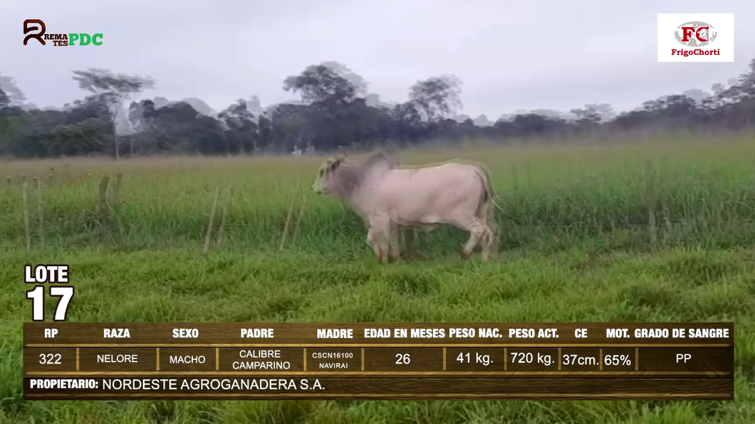 Lote Machos NELORE a remate en Expo Pioneros 23 de Mayo 2024 en Pioneros del Chaco S.A.