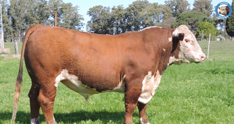 Lote Toros POLLED HEREFORD a remate en Los Novilleros, Montevideo