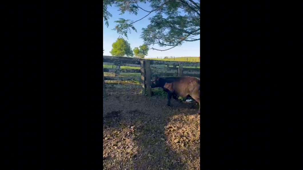 Lote Ternera Po  Cabaña Rincón de los Negros