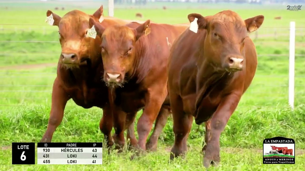 Lote 3 Toros Red Angus a remate en La Empastada - Hotel Santa Cristina, Durazno