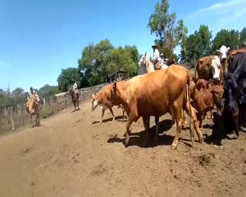 Lote 24 Vacas CUT con cría en San Javier, Santa Fe