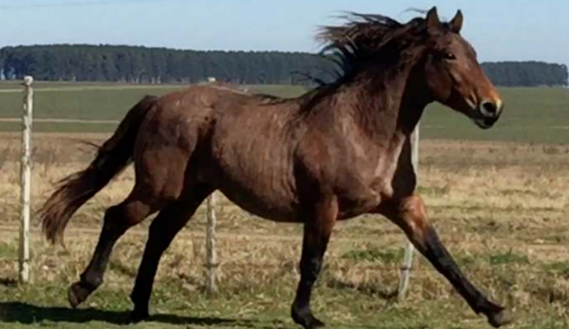 Lote PITANGUERO LA INVERNADA