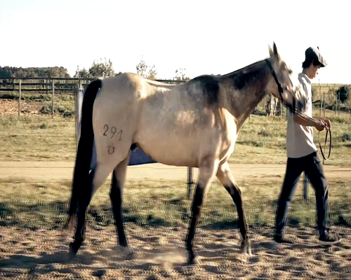 Lote LM ARES LENA