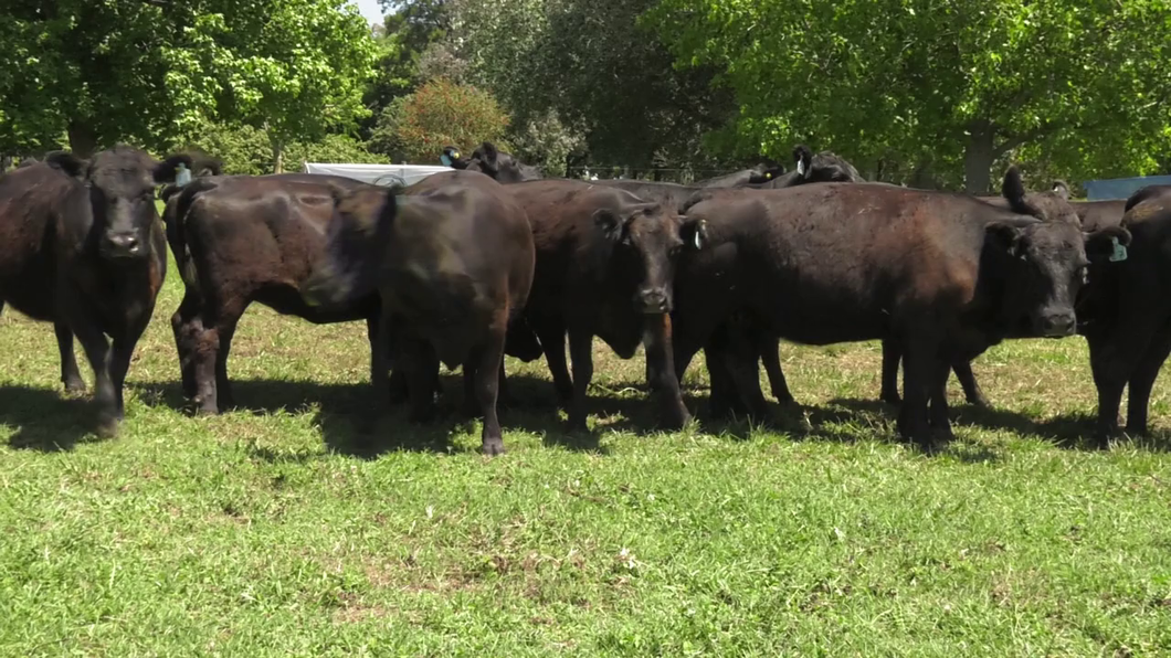 Lote 15 Vacas nuevas C/ gtia de preñez en Udaondo, Buenos Aires