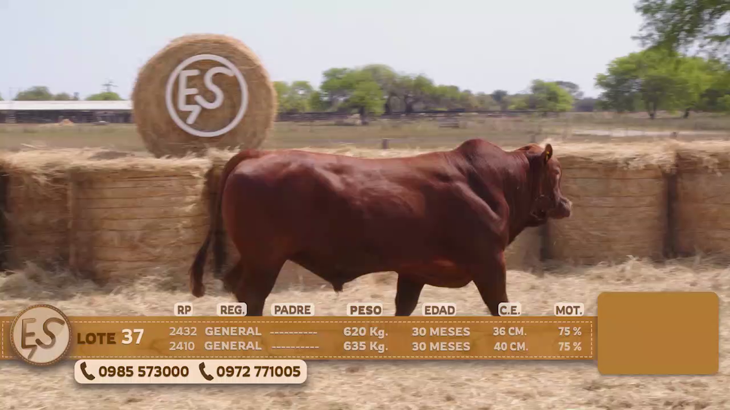 Lote Toro