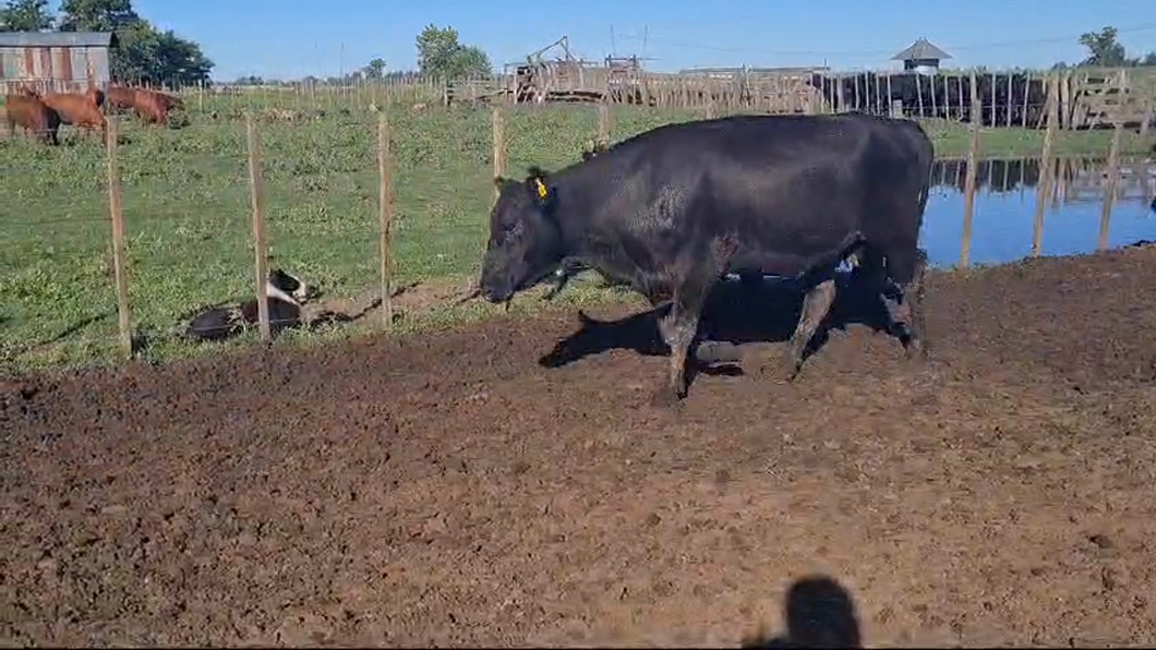 Lote 36 Vacas nuevas y medio uso C/ gtia de preñez