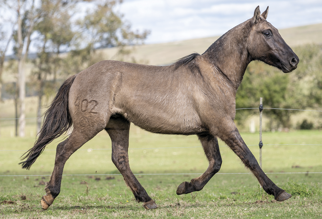 Lote BENDABAL DEL CEIBAL