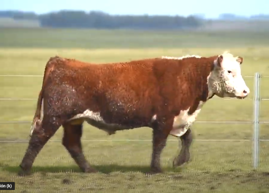 Lote 2 Toros PPI 2 años