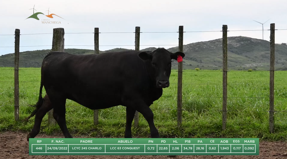 Lote BRETE 11: 4 VAQUILLONAS PEDIGREE DOS AÑOS