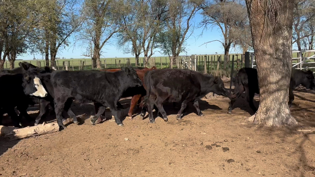 Lote 50 Novillitos